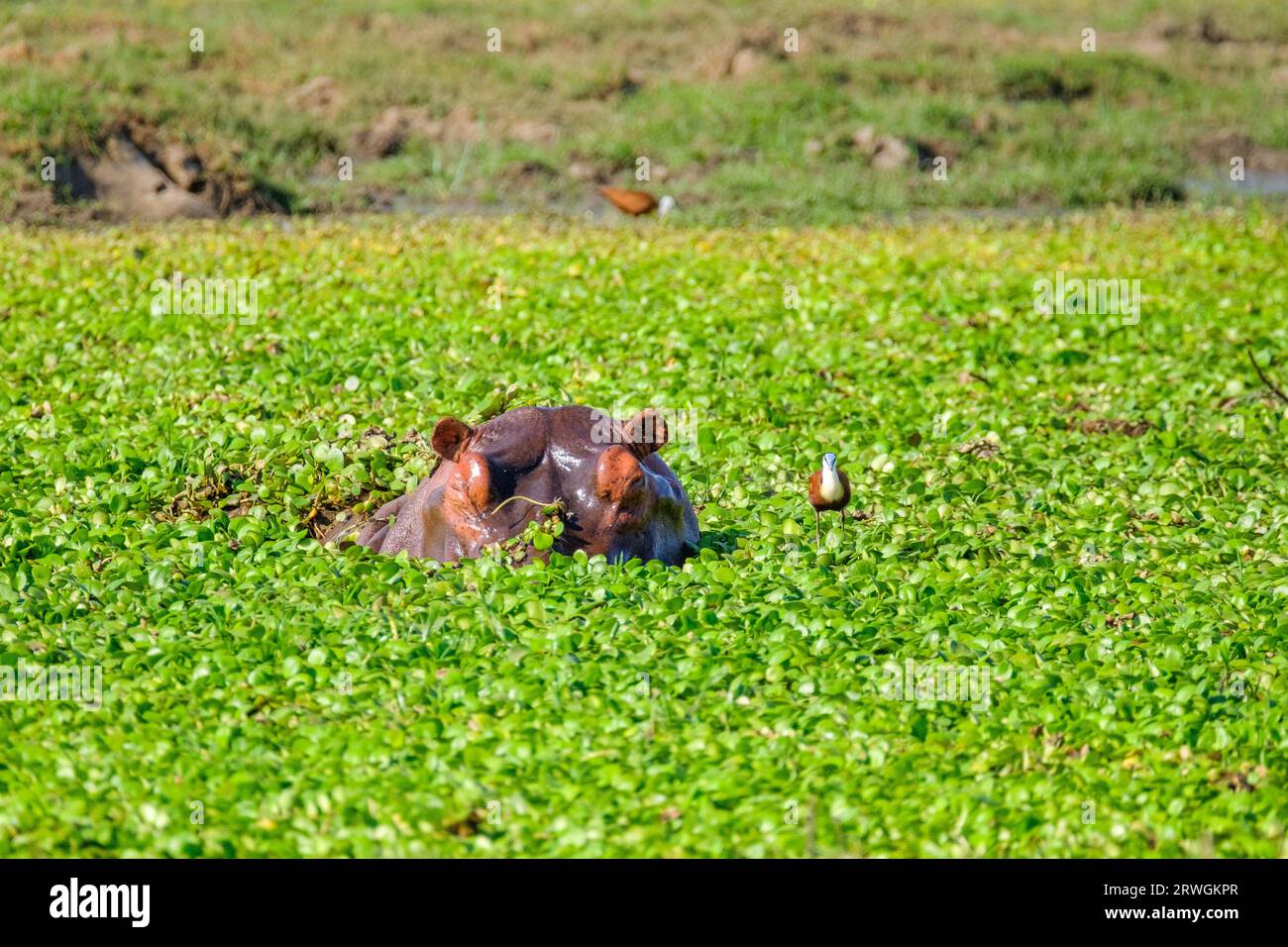 Hippo, (Hippopotamus amphibious) challenging in Lower Zambezi National Park, Zambia Stock Photo