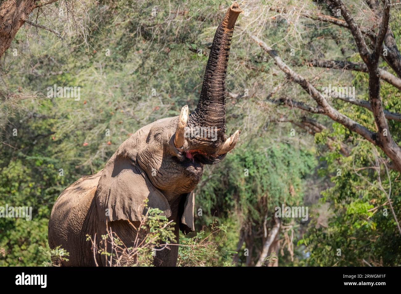 Elephant (Loxodonta africana) eating from the trees in the acacia
