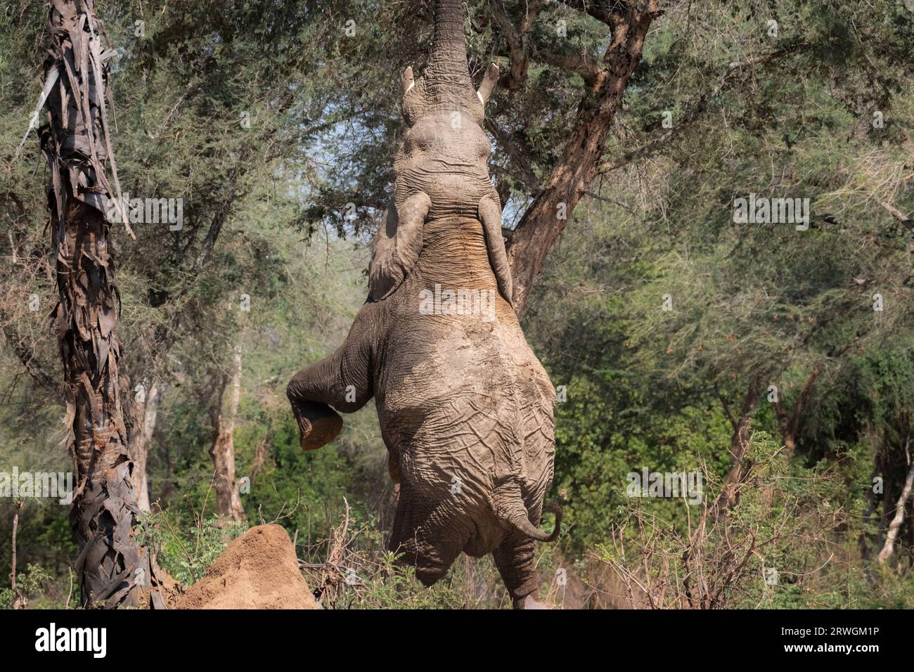 Elephant (Loxodonta africana) standing on his back leg to break off a branch from an acacia tree. Lower Zambezi National Park in Zambia. Stock Photo