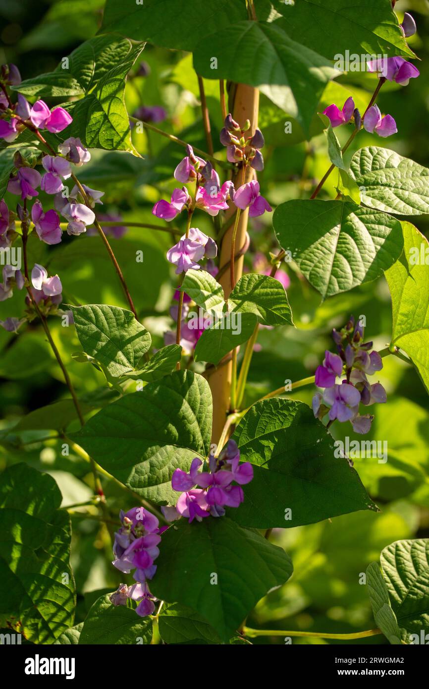 Natural close up food portrait of LabLab bean,, Lablab purpureus, flower and foliage in glorious late summer sunshine Stock Photo