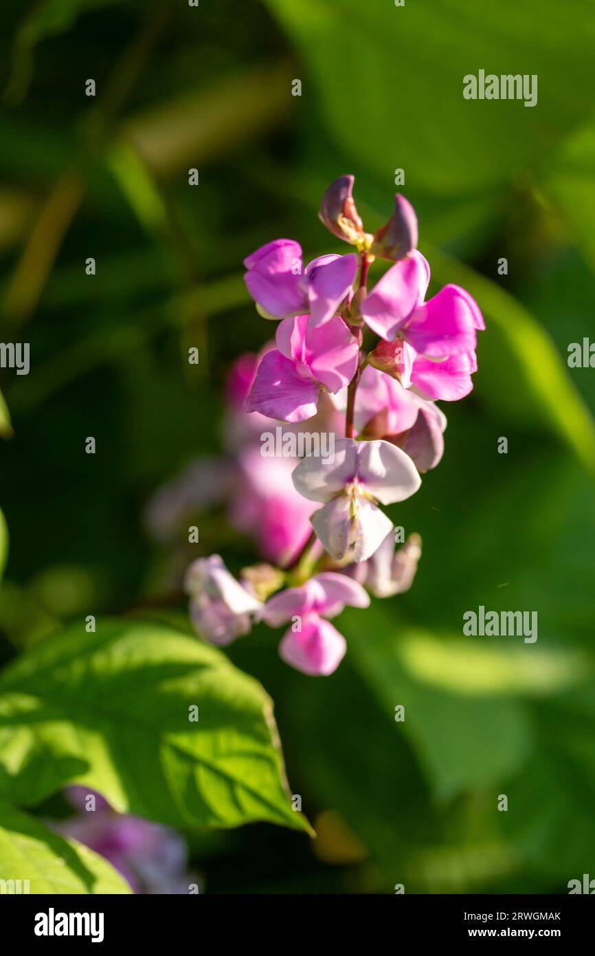 Natural close up food portrait of LabLab bean,, Lablab purpureus, flower and foliage in glorious late summer sunshine Stock Photo