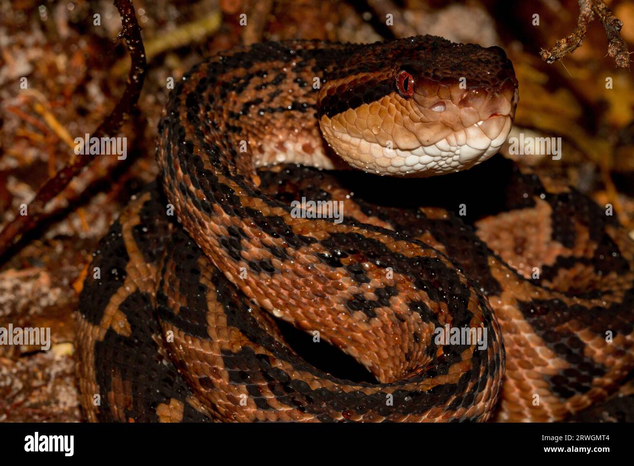 Lachesis muta, also known as the Southern American bushmaster or Atlantic bushmaster doing a striking pose Stock Photo