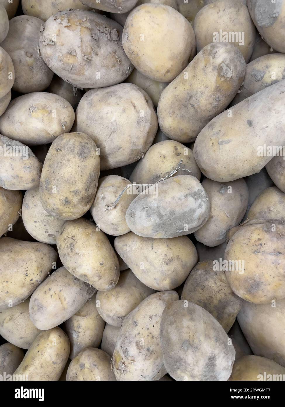 The potato is a starchy food, a tuber of the plant Solanum tuberosum and is a root vegetable native to the Americas. The plant is a perennial in the n Stock Photo