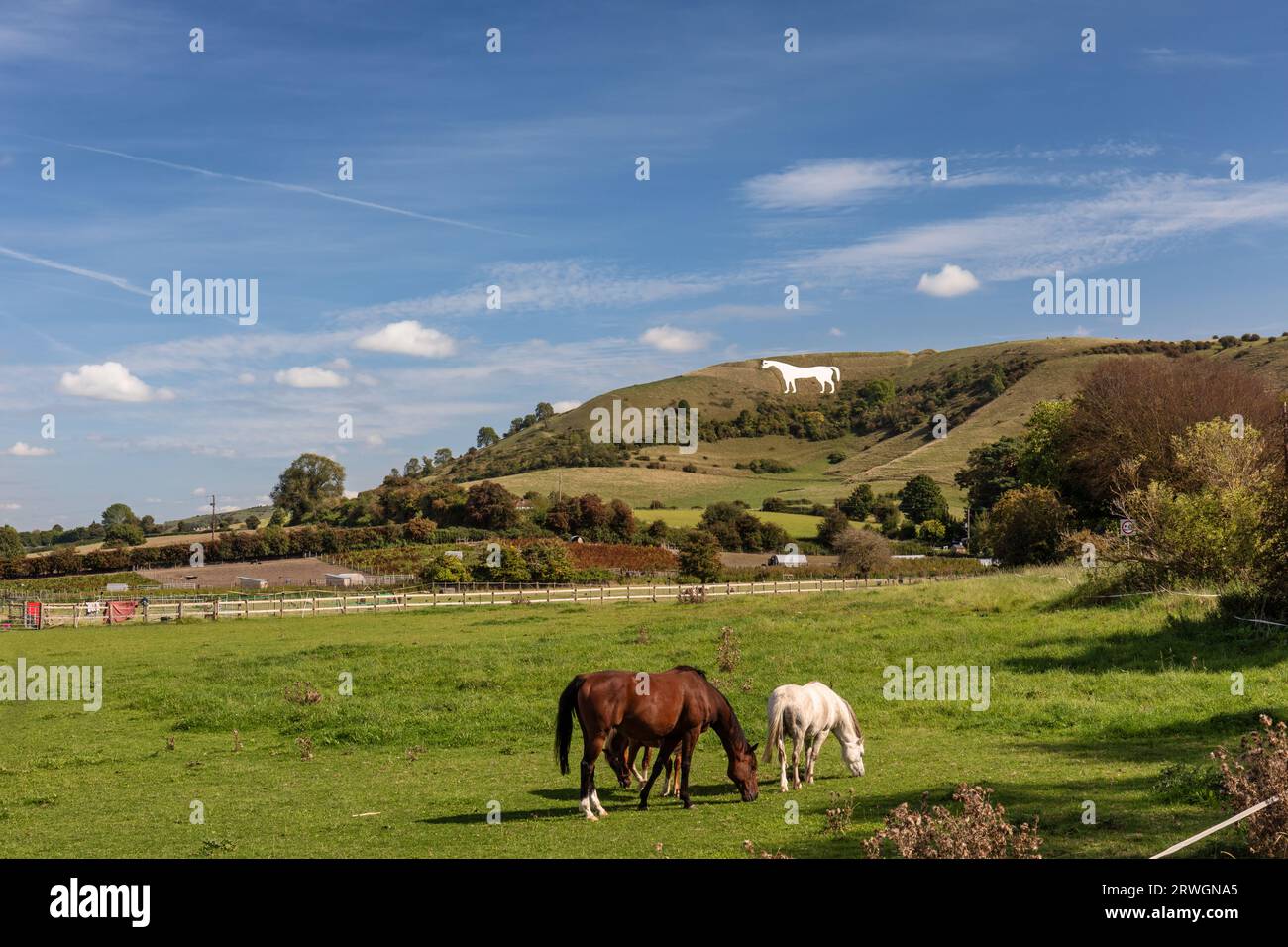 Westbury White Horse after being cleaned to restore its iconic white appearance. Westbury