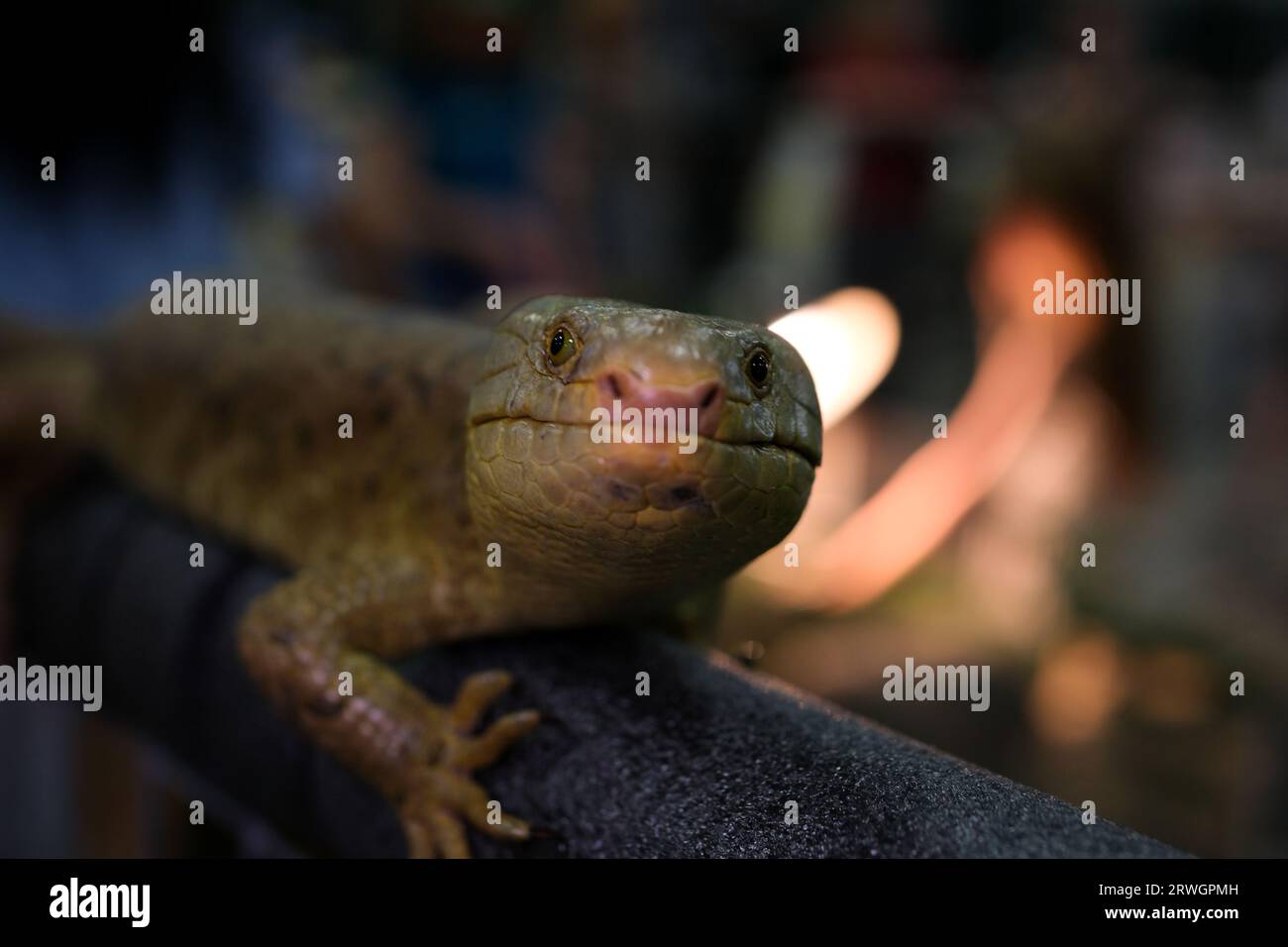 skink tenacious The Solomon Islands skink on white background. High quality photo Stock Photo