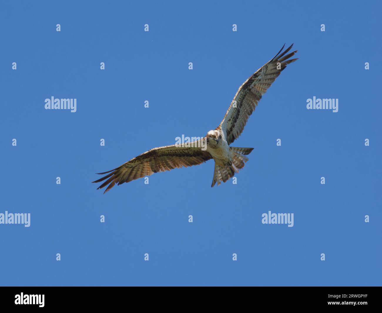 Osprey – in flight Pandion haliaetus Abberton Resevoir, Essex, UK BI036922 Stock Photo