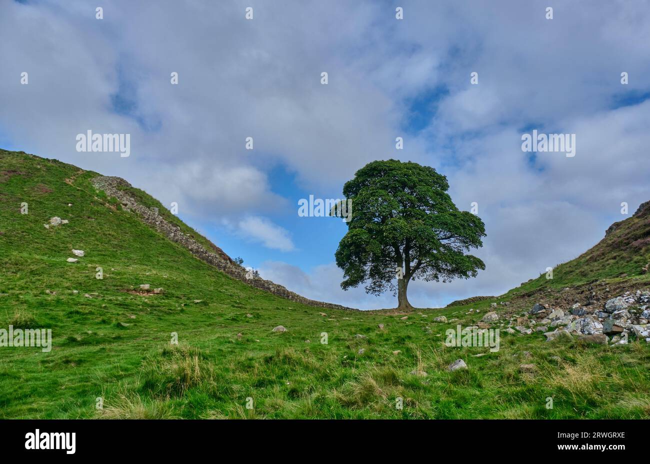 Sycamore Tree in Sycamore Gap on Hadrian's Wall beside Hadrian's Wall National Trail, near Bardon Mill, Northumberland Stock Photo