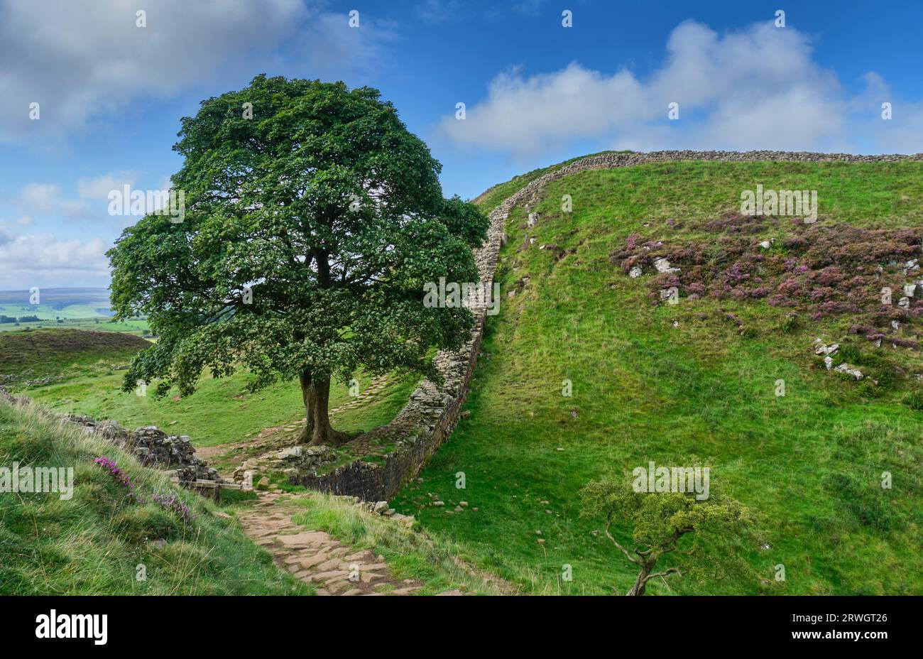 Sycamore Tree in Sycamore Gap on Hadrian's Wall beside Hadrian's Wall National Trail, near Bardon Mill, Northumberland Stock Photo