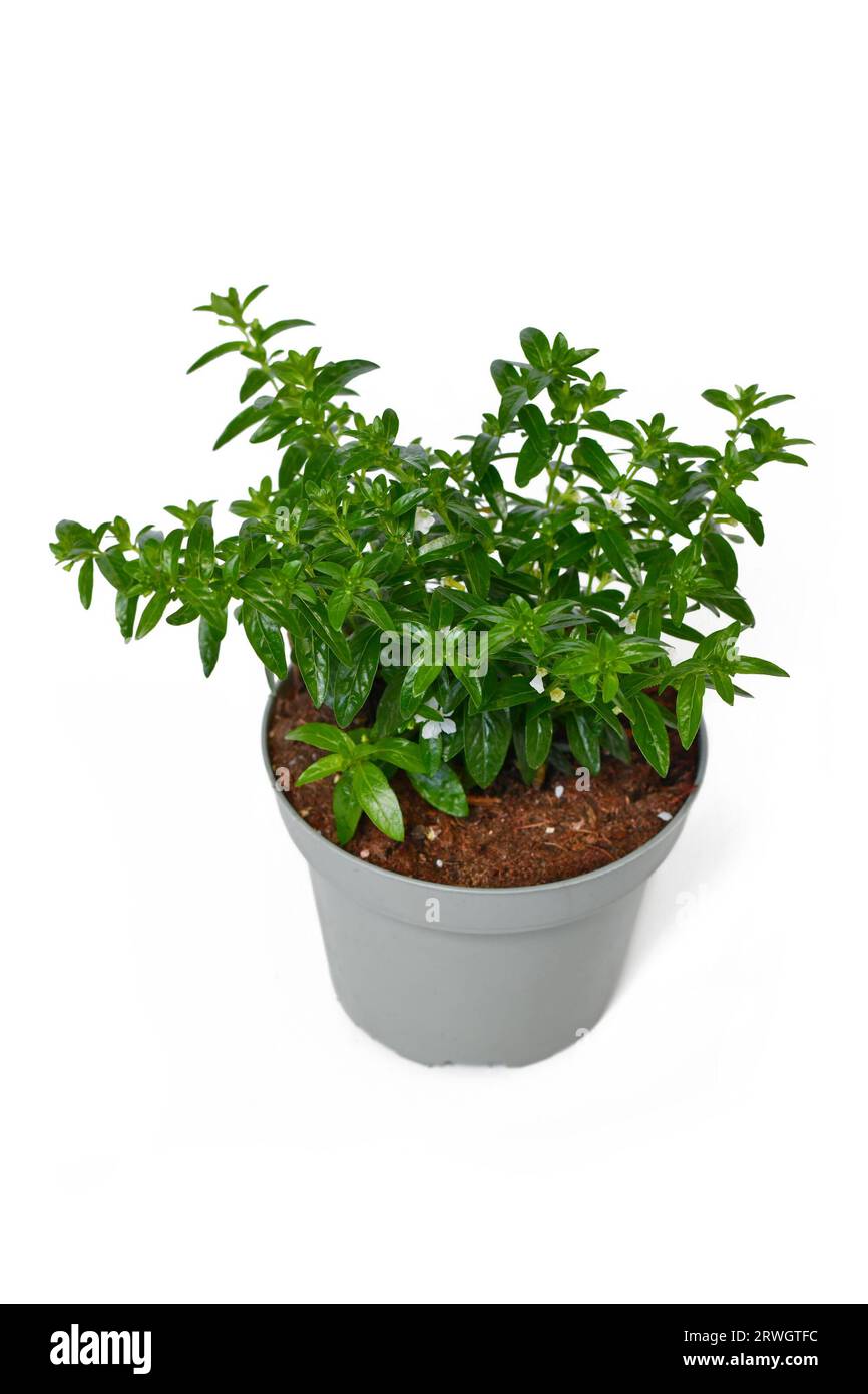 Potted False Heather 'Cuphea Hyssopifolia' plant with small white flowers on white background Stock Photo