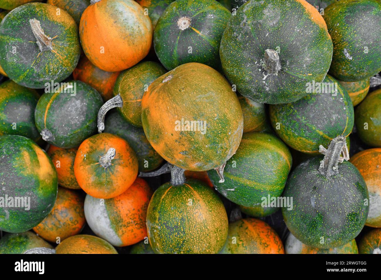 Pile of green and yellow Rondini Gem squashes Stock Photo