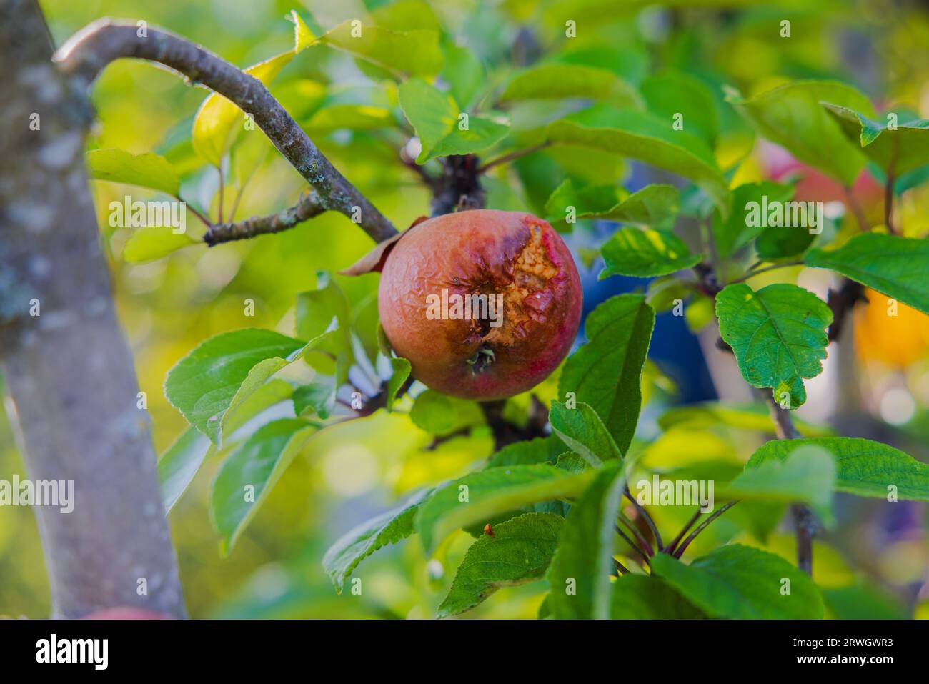 Close up view of rotten apple growing on apple tree. Stock Photo
