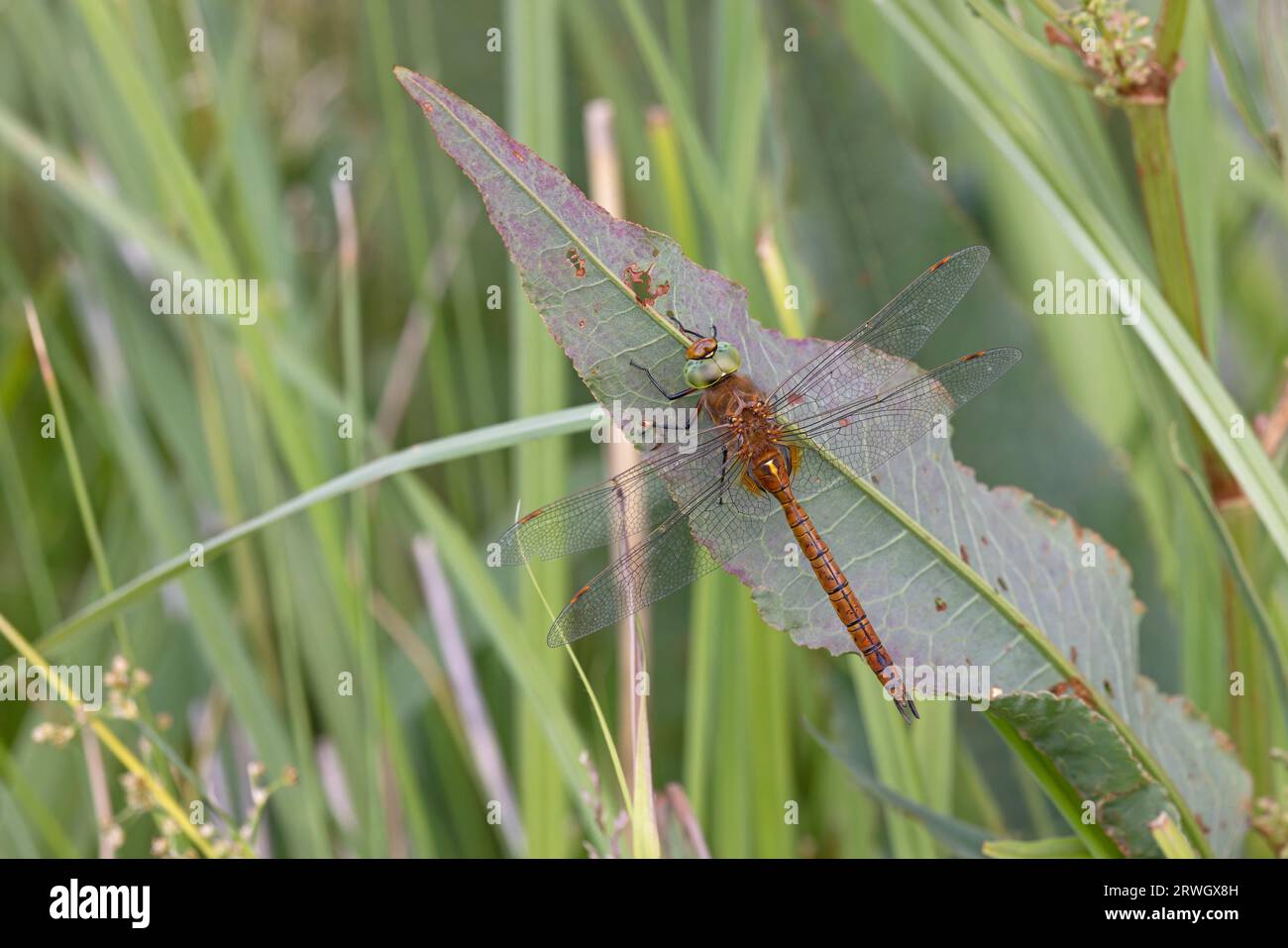Norfolk Insects Insects nature norfolk hi-res stock photography and images - Alamy