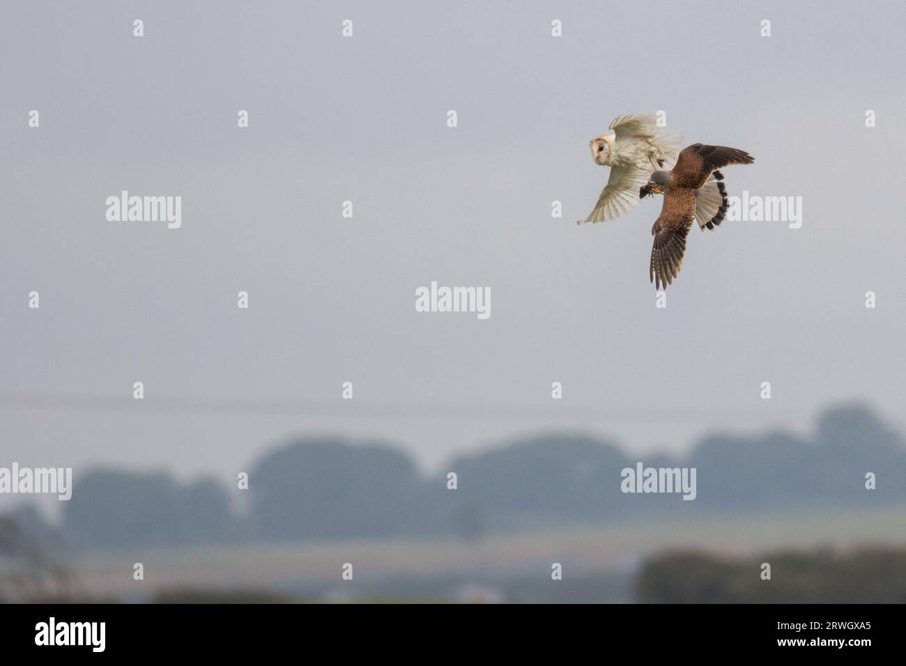 Kestrel (Falco tinnunculus) steals a vole from a barn owl (Tyto alba) in a mid-air tussle in Flamborough, East Riding of Yorkshire, England, UK wildli Stock Photo