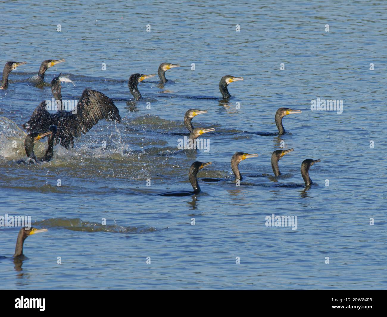 Great Cormorant – flock fishing Phalacrocorax carbo Abberton Reservoir,Essex,UK BI037038 Stock Photo