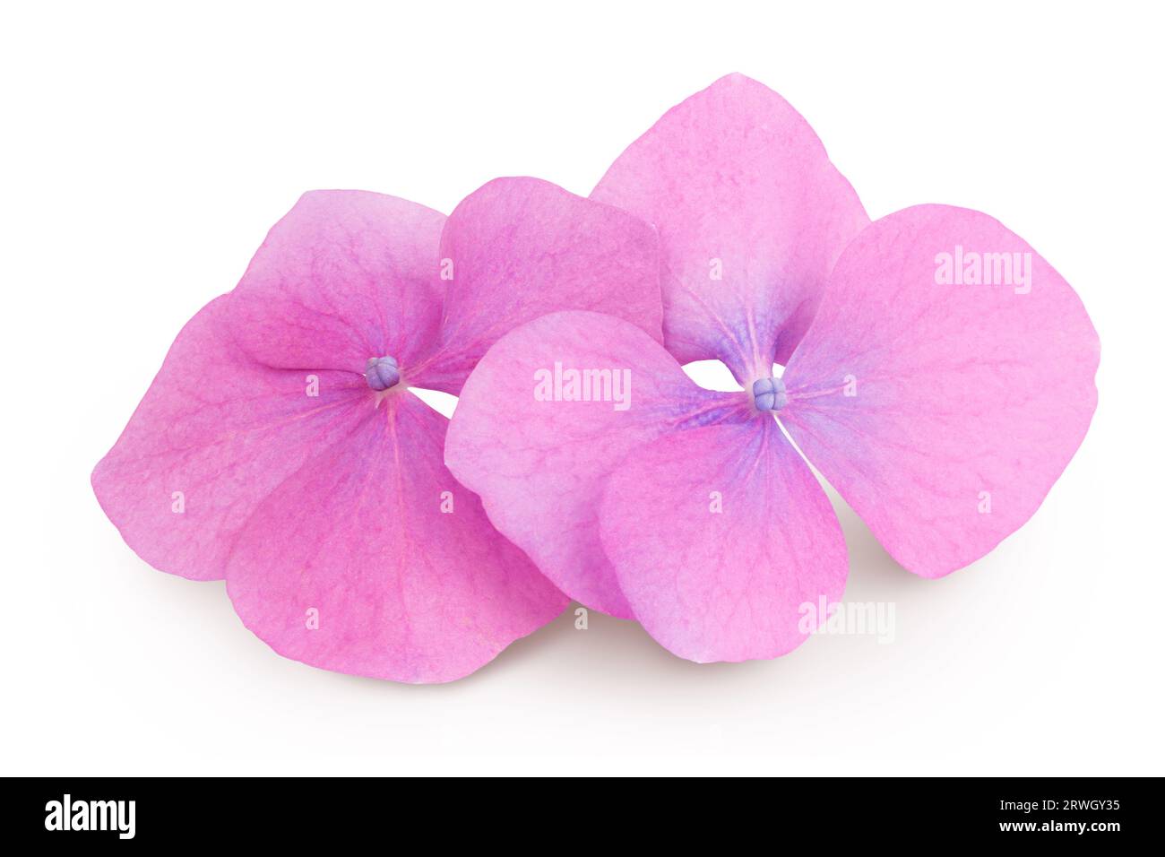 Pink Hydrangea flower isolated on white background Stock Photo - Alamy