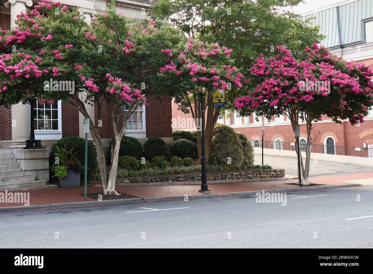 Pink Crepe Myrtle Trees Along a Street in USA Stock Photo