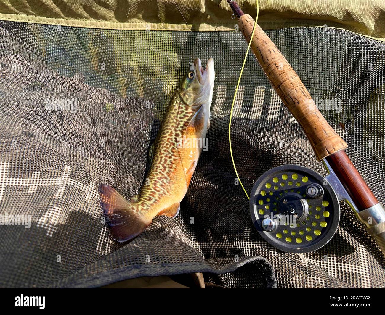 Male Tiger Trout caught on a dry fly.  Tiger Trout area a cross between a male Brook Trout and a female Brown Trout. Stock Photo