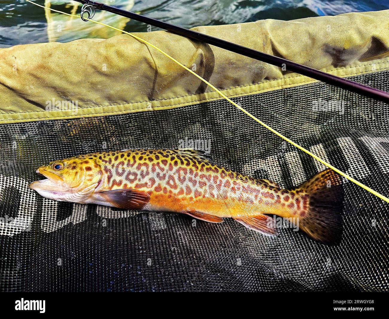 Male Tiger Trout caught on a dry fly. Tiger Trout area a cross between