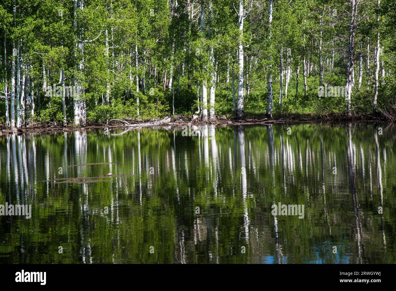 Quaking Aspen reflections in a mountain pond. Stock Photo