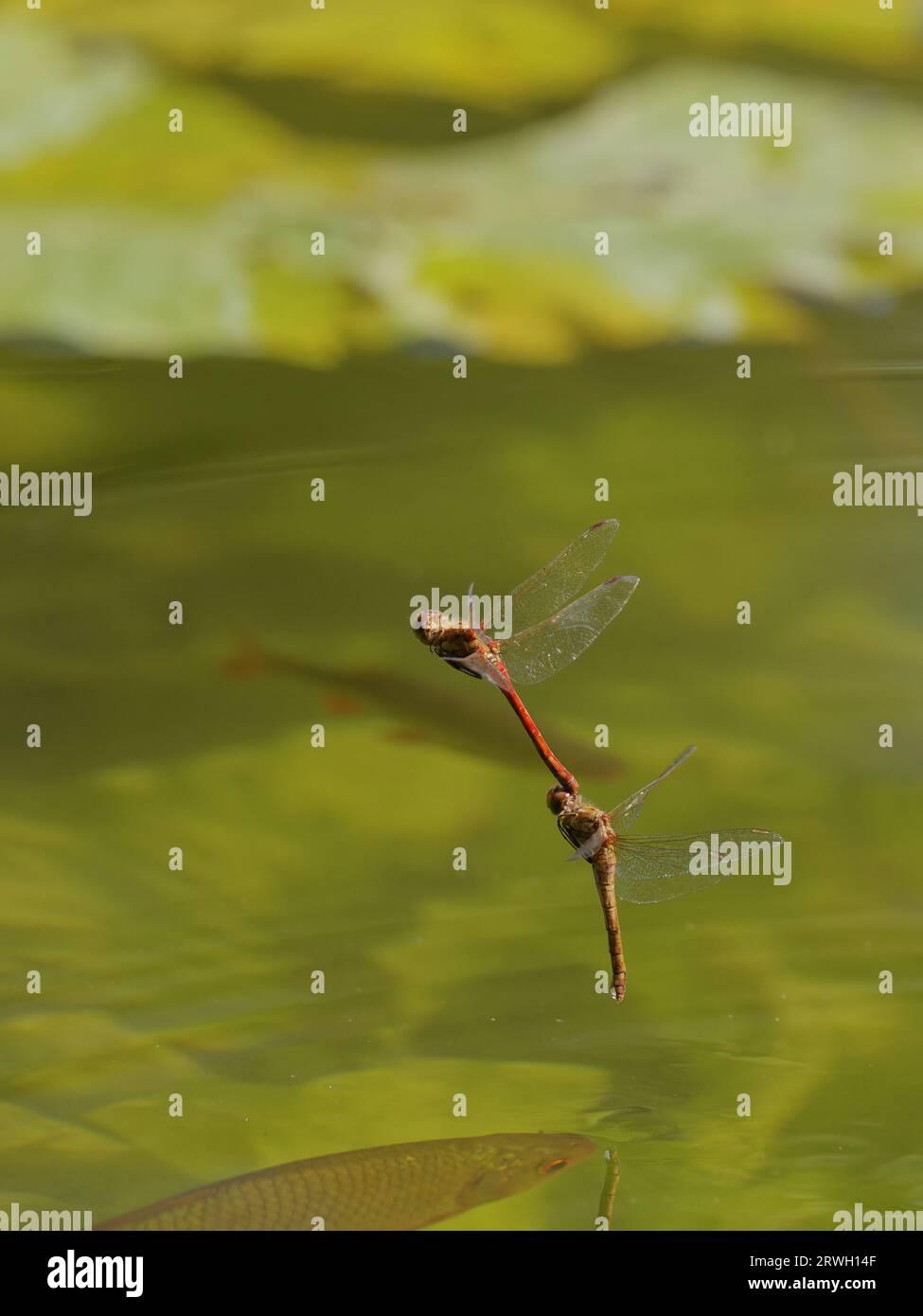 Common Darter Dragonfly – flying in tandem Sympetrum striolatum Essex,UK IN004389 Stock Photo