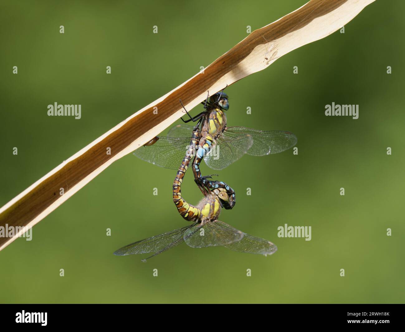 Migrant Hawker Dragonfly pair mating Aeshna mixta Essex,UK IN004452 Stock Photo