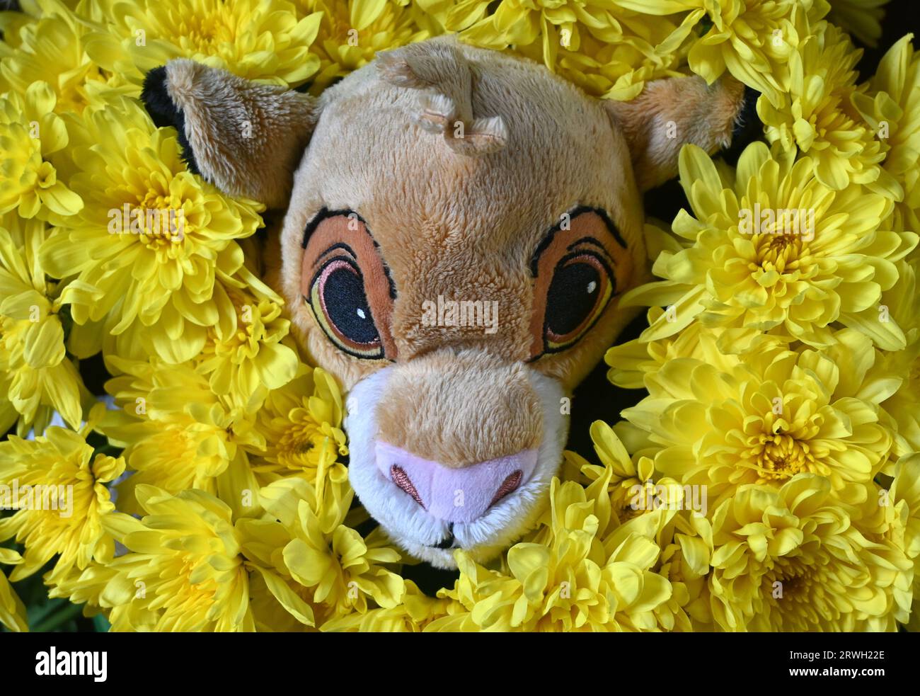 cuddly toy and yellow flower display Stock Photo
