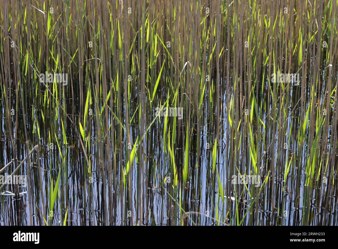 backlit reed plants Stock Photo