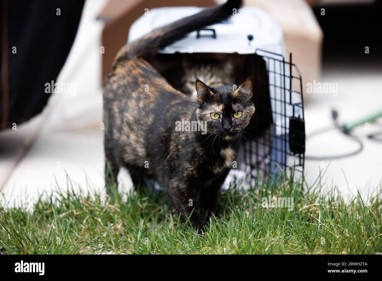 Cat and steps hires stock photography and images Alamy