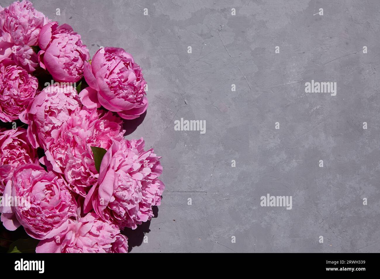 bouquet of pink peonies on a concrete gray background with a copy space ...