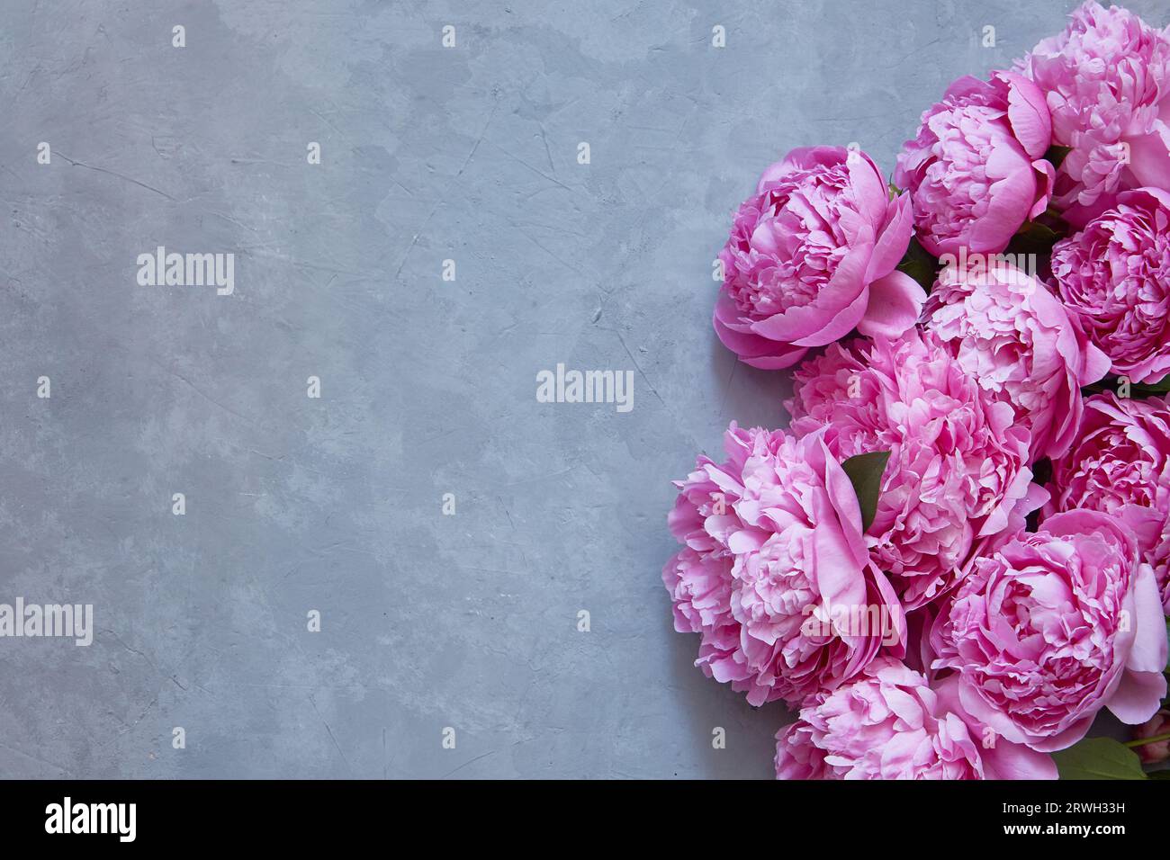 bouquet of pink peonies on a concrete gray background with a copy space ...