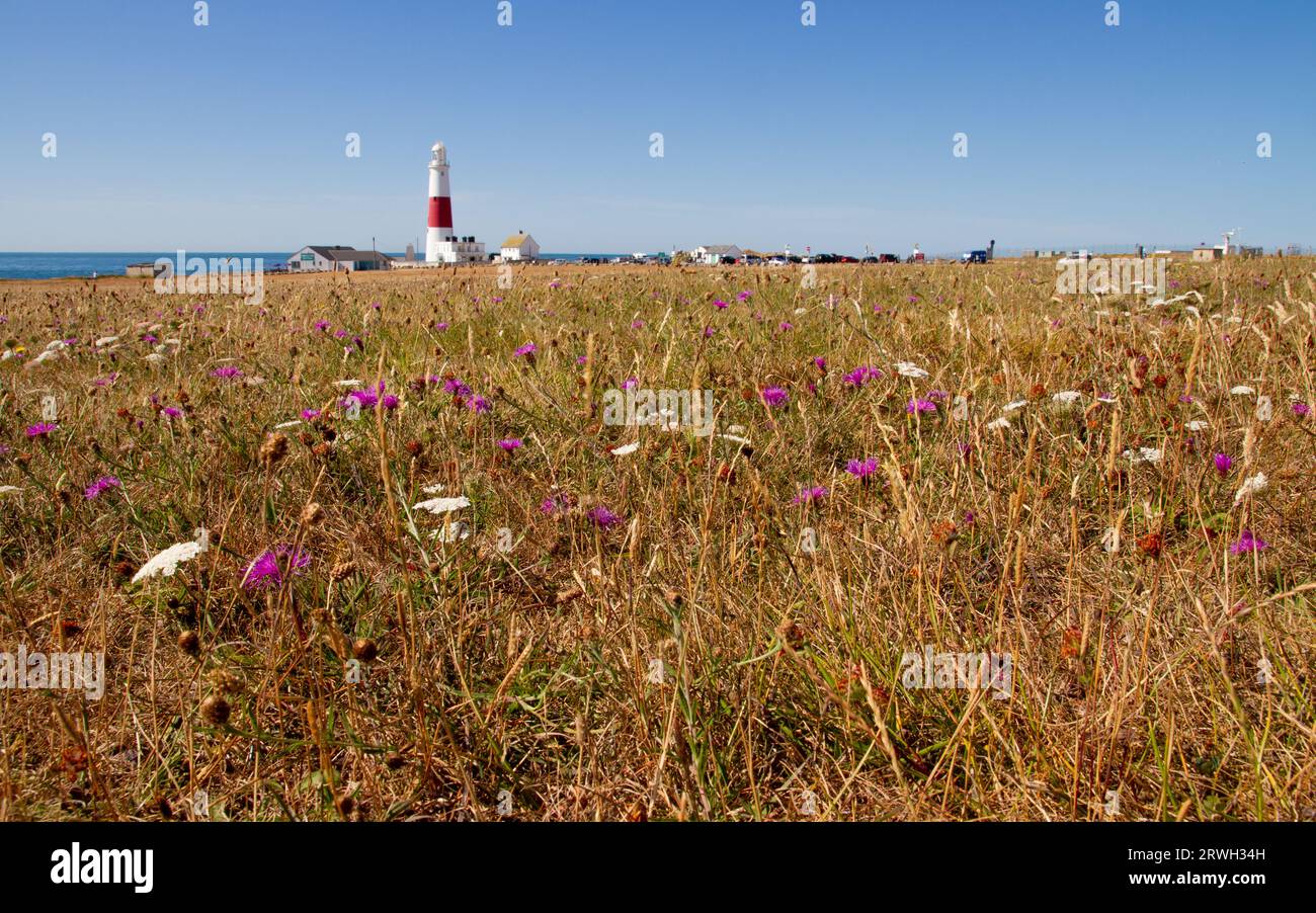 A view across meadowland to the lighthouse at Portland Bill Dorset. Stock Photo