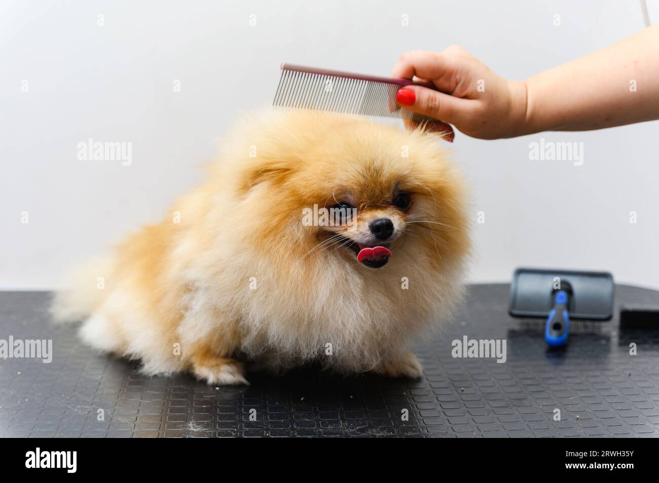 Pomeranian comb on sale