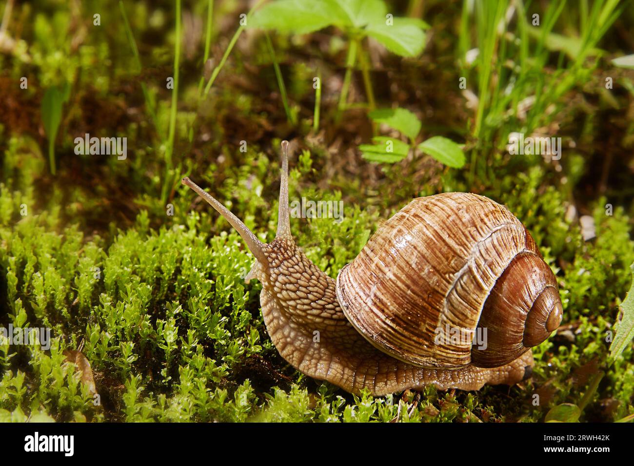 Helix pomatia or grape snail in its natural habitat, a Burgundy snail in nature in green moss. Edible snail of the Helicidae family. Copy space. Stock Photo