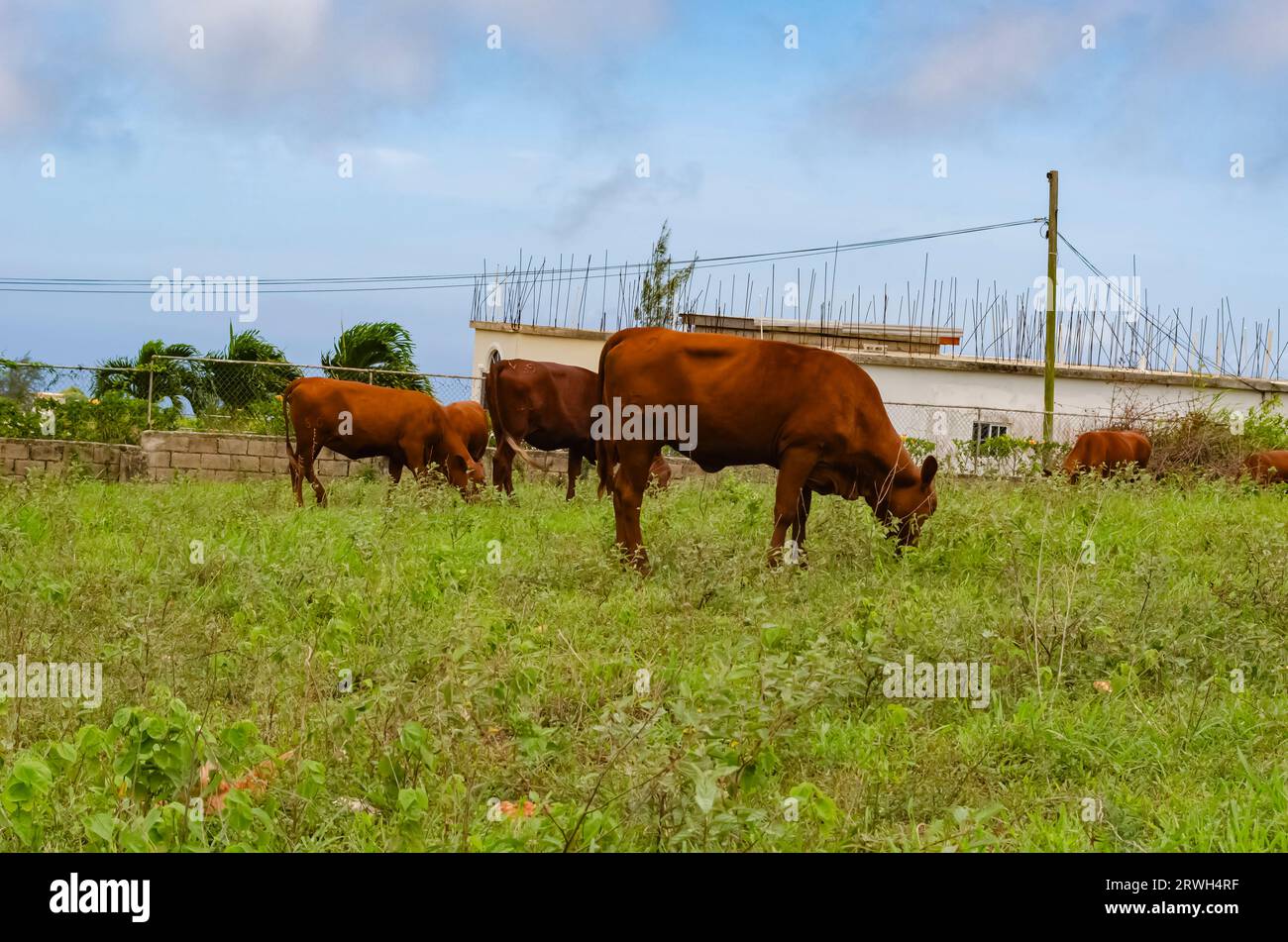 Cattle pole hi res stock photography and images Alamy Cattle pole hi res stock photography and images Alamy