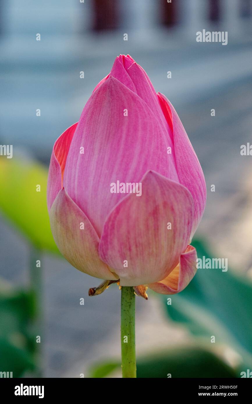A pink lotus flower bud, closed and unbloomed. The light pink petals