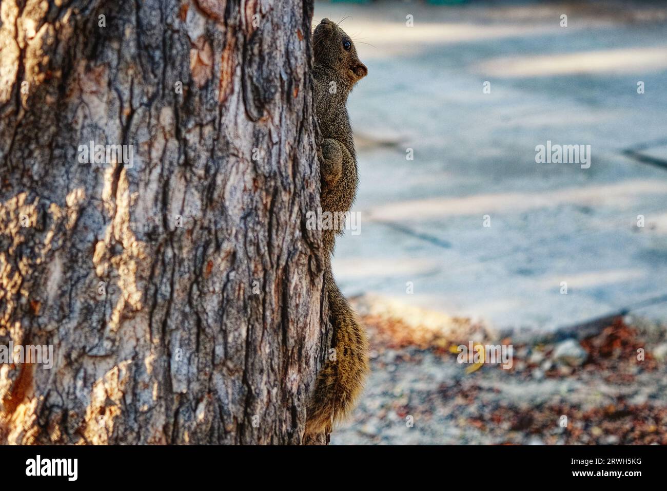 A brown squirrel with a bushy tail is climbing up a rough-textured tree trunk in a park. Squirrel on a tree close-up. Stock Photo