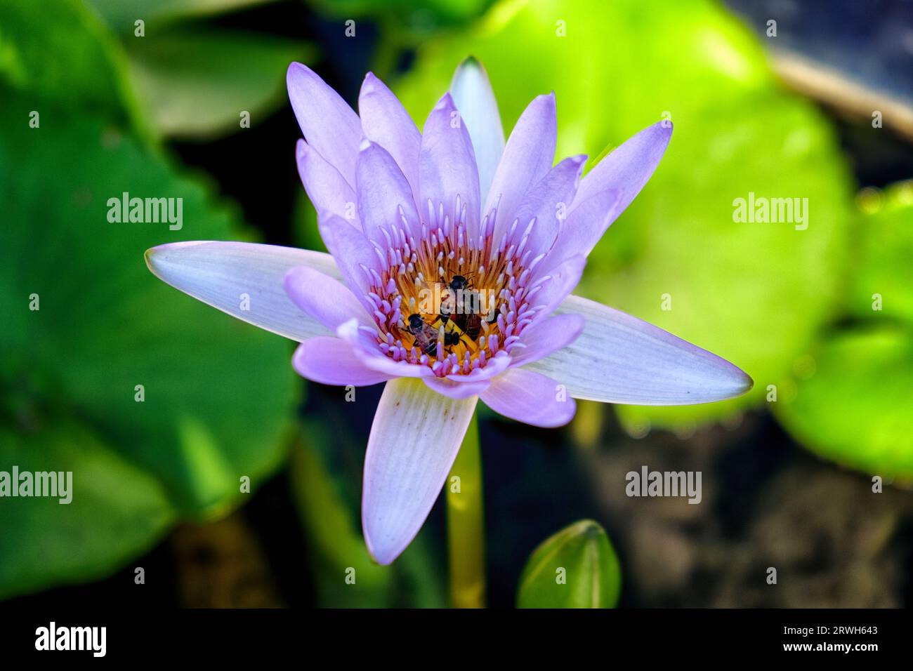 A purple water lily in full bloom with a insects collecting pollen, surrounded by green leaves and stems. Stock Photo