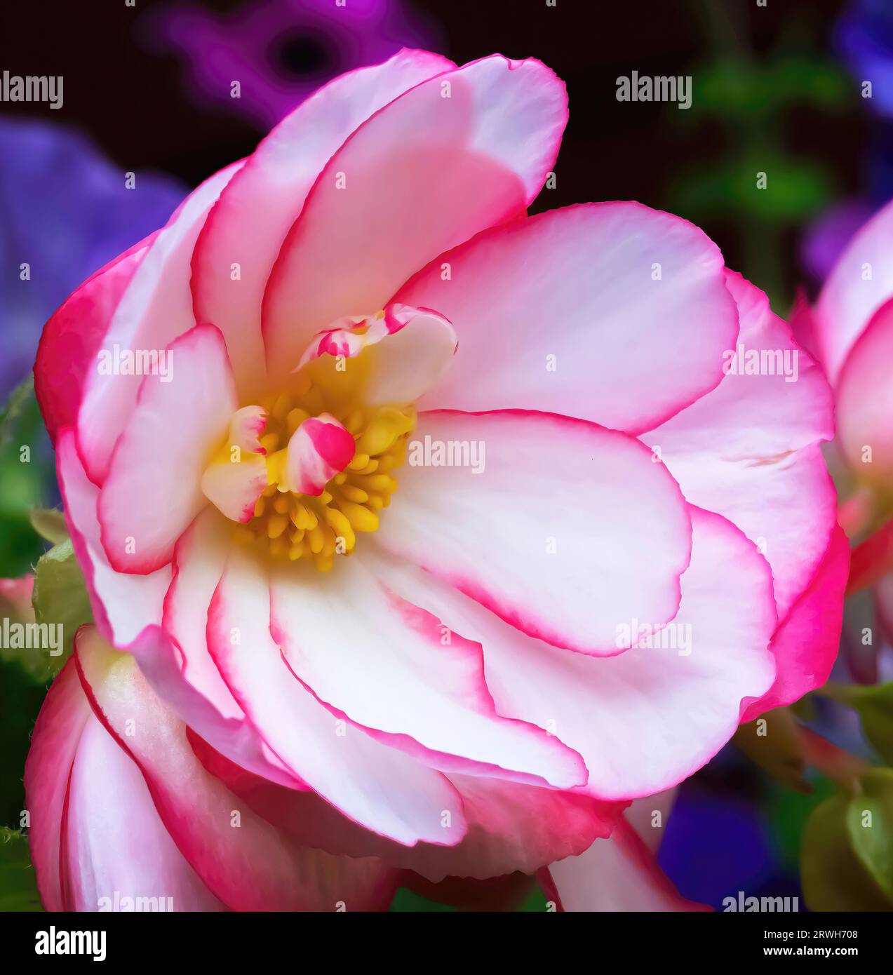 Pretty pink rose begonia blossom on a summer afternoon in St. Croix Falls, Wisconsin USA. Stock Photo