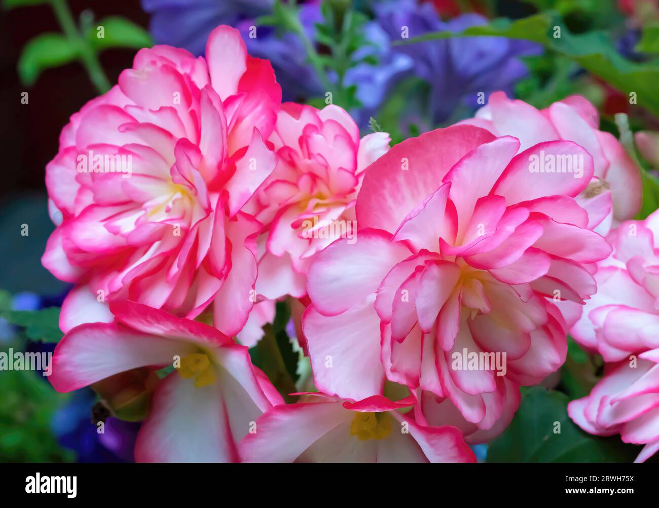 Pretty pink rose begonia blossoms on a summer afternoon in St. Croix Falls, Wisconsin USA. Stock Photo