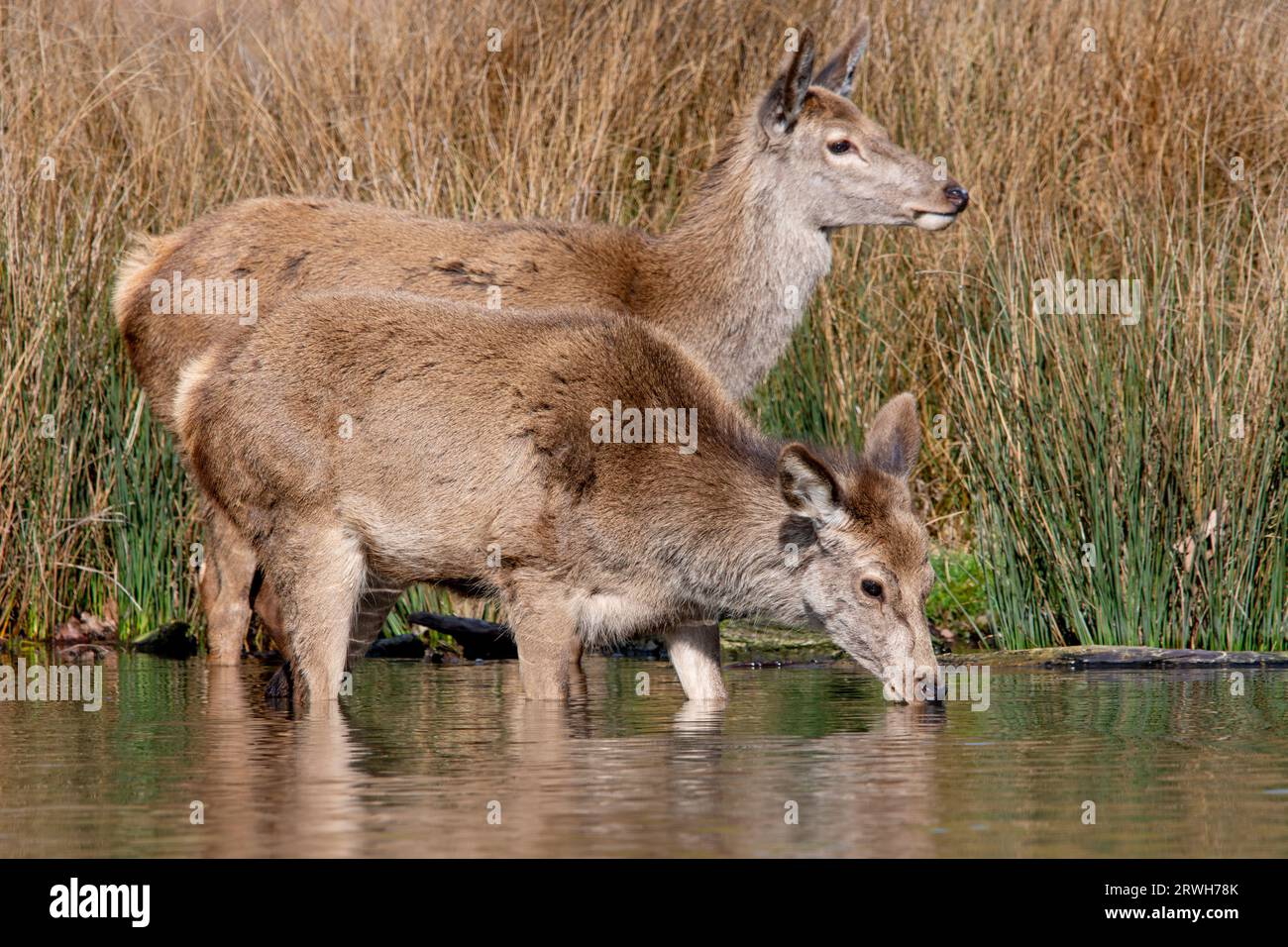 Red Deer in Bushy Park Stock Photo - Alamy