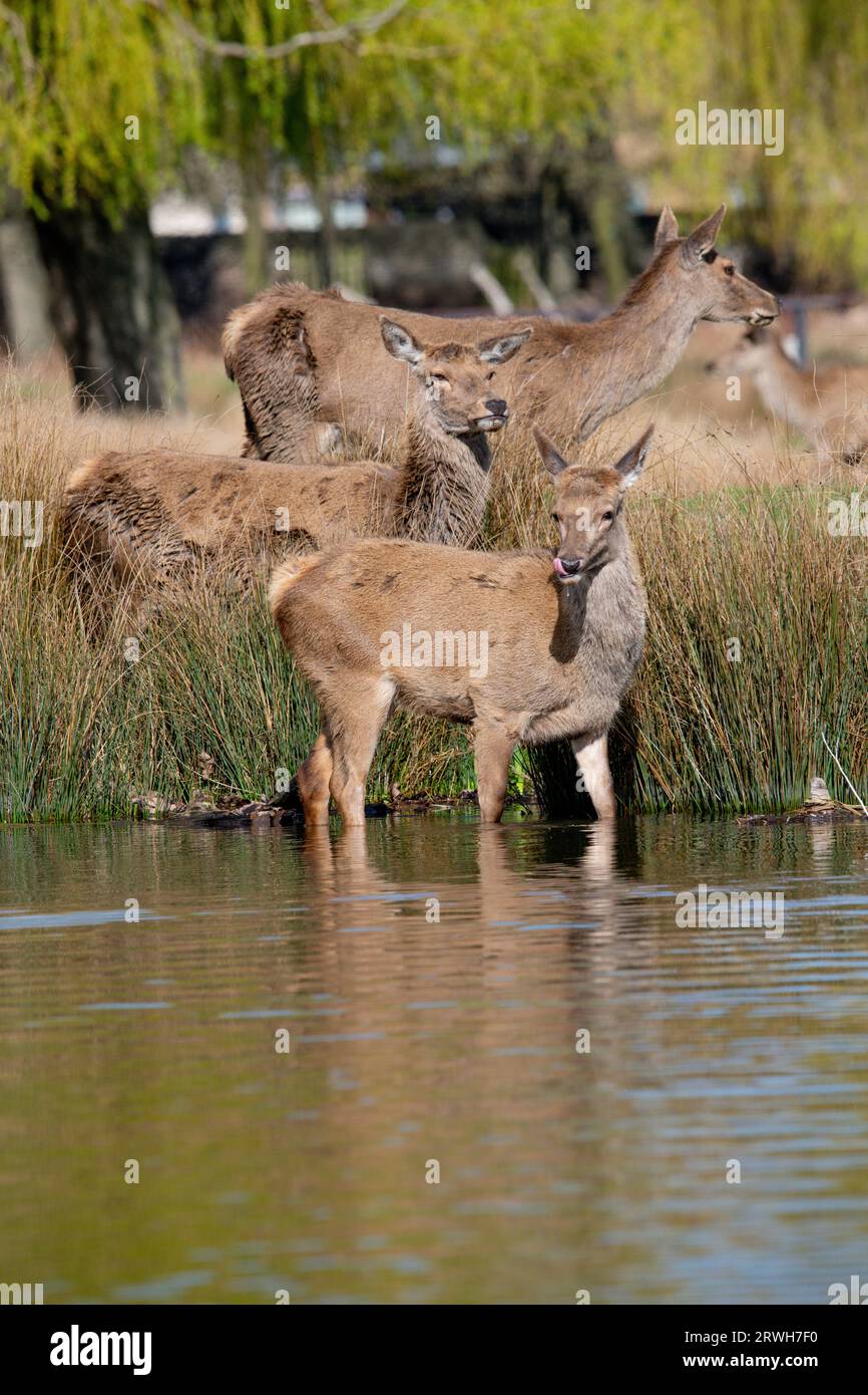 Red Deer in Bushy Park Stock Photo - Alamy