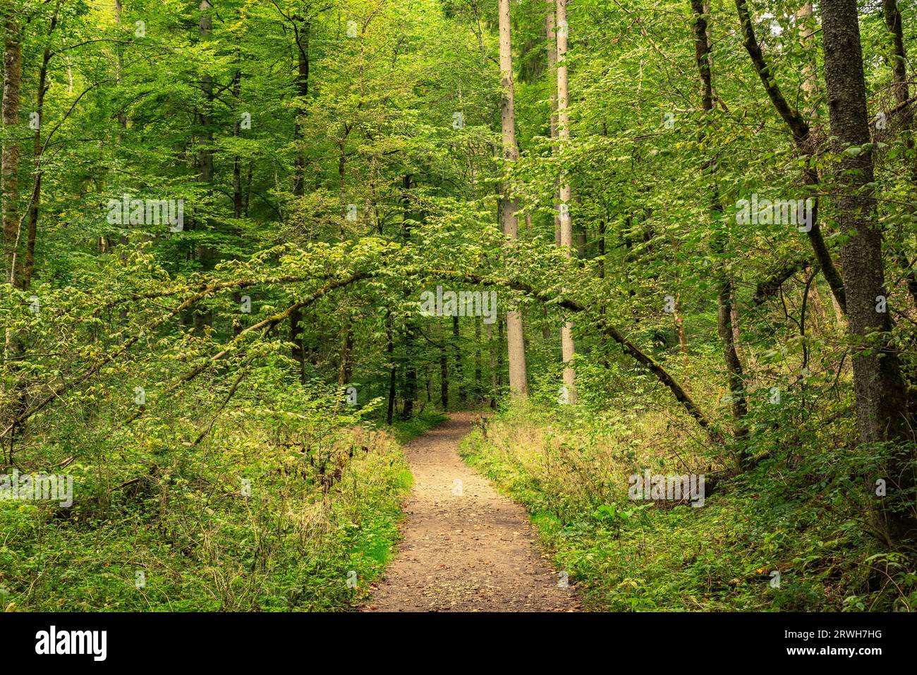 Path through the Gaulach Gorge, a gorge of the 3 Gorges Hiking Trail in the Black Forest, Germany Stock Photo