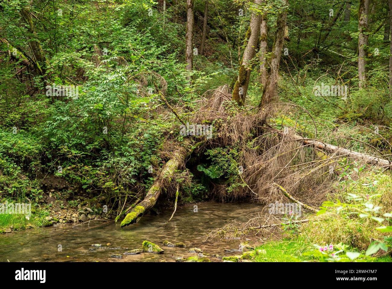 Fallen tree in the Gauchach River in the Gauchach Gorge in the Black Forest Stock Photo
