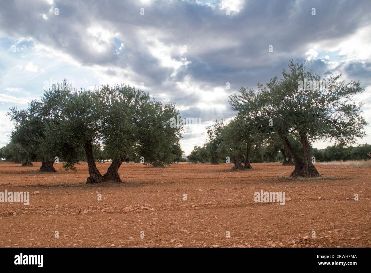 Olivar mediterráneo con nubes de tormenta de fondo Stock Photo