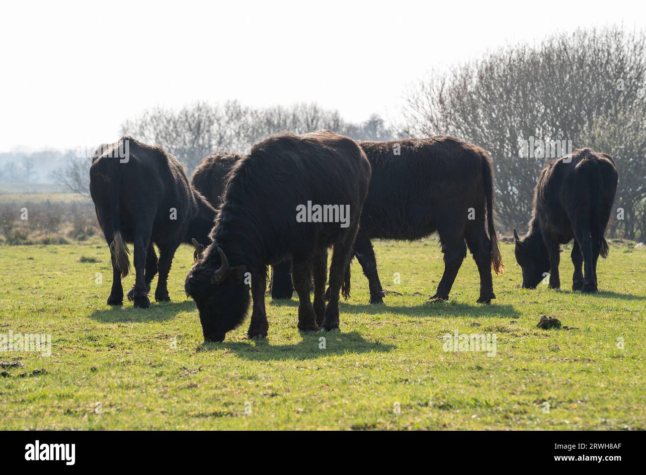 Herd of carpathian water buffalos grazing in the field Stock Photo