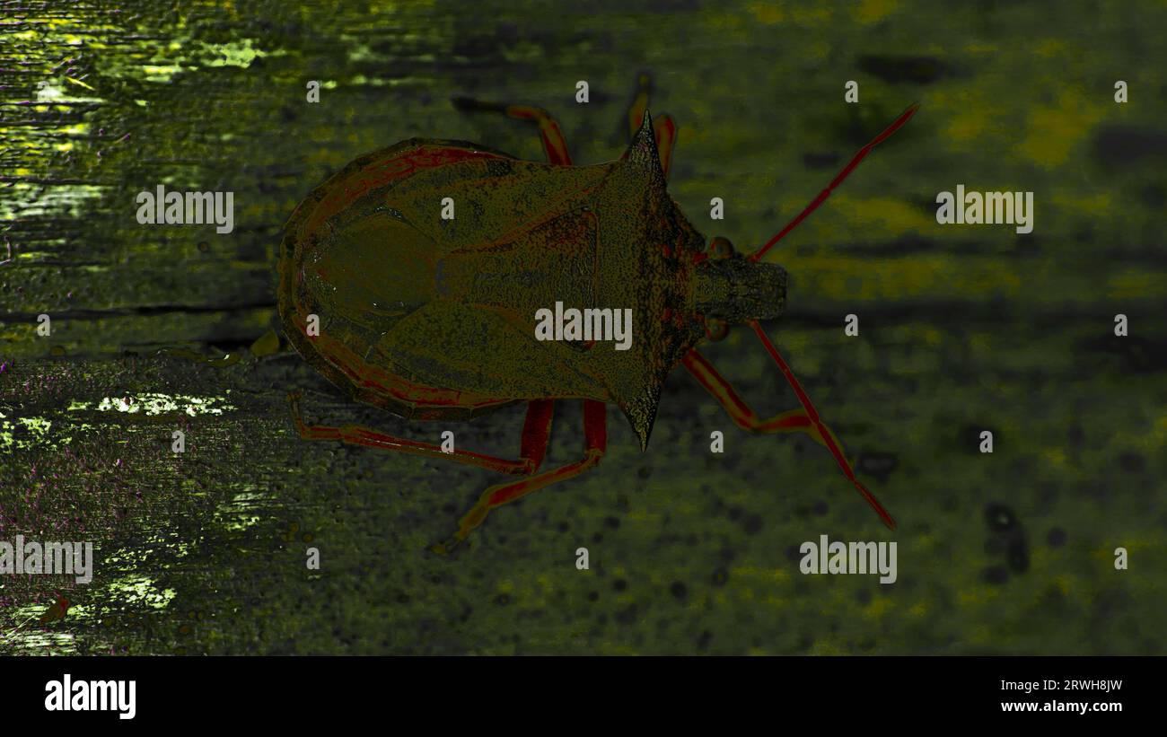 Pi Chong Insect Abstract colours Picromerus bidens Family Pentatomidae Genus Picromerus ...