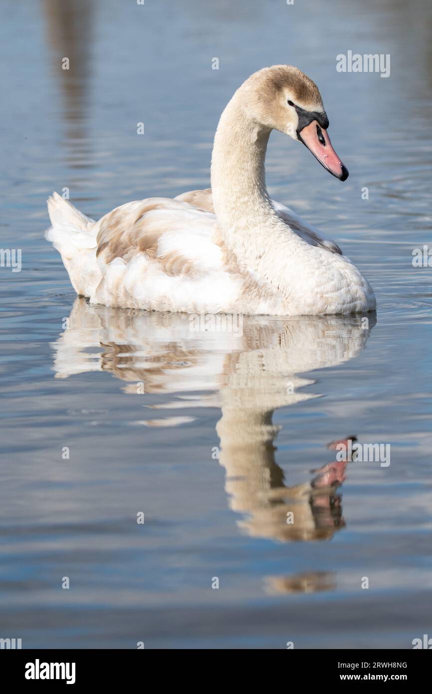 Graceful wildlife hi res stock photography and images Alamy Graceful wildlife hi res stock photography and images Alamy