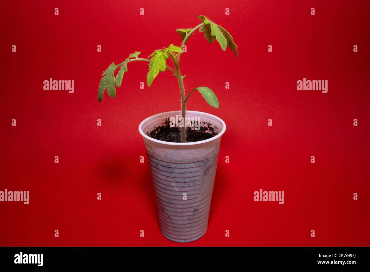 Small tomato plant in a white plastic cup with red background Stock Photo