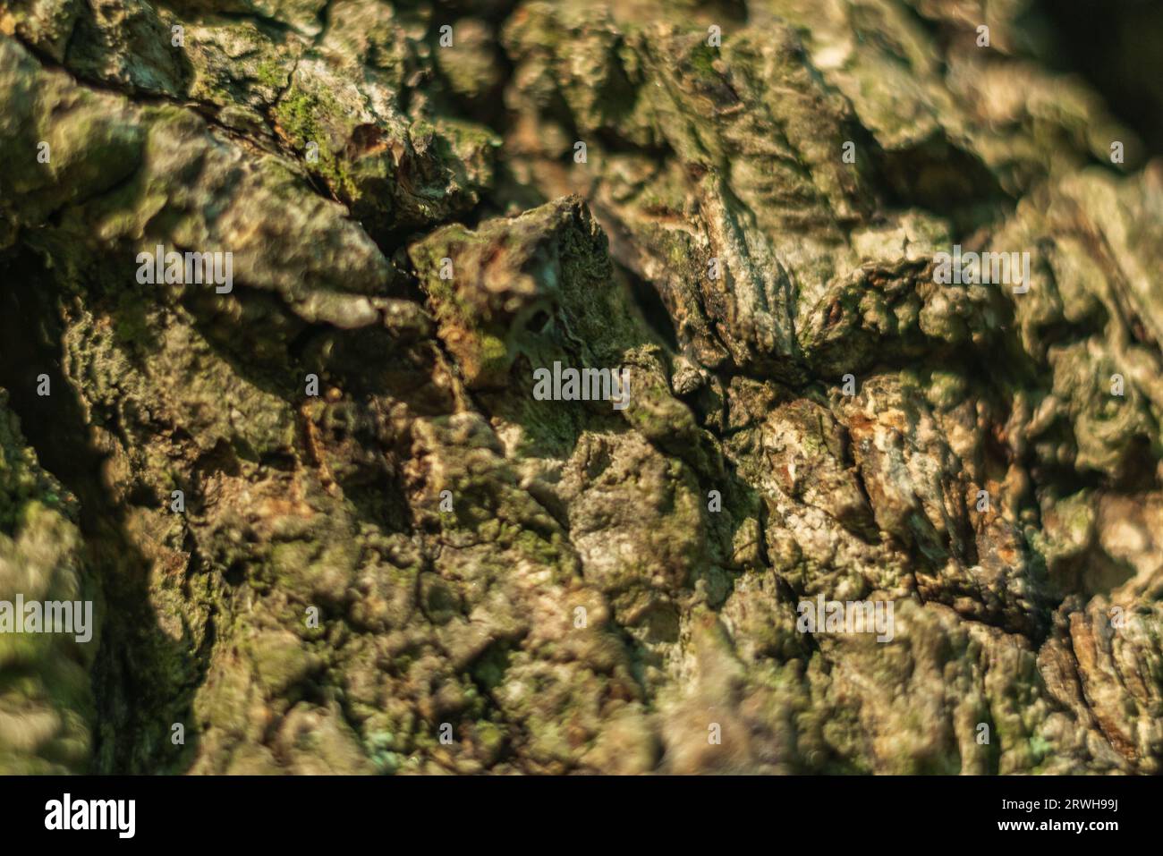 Tree Bumpy Pattern Bumpy pattern hi-res stock photography and images - Alamy