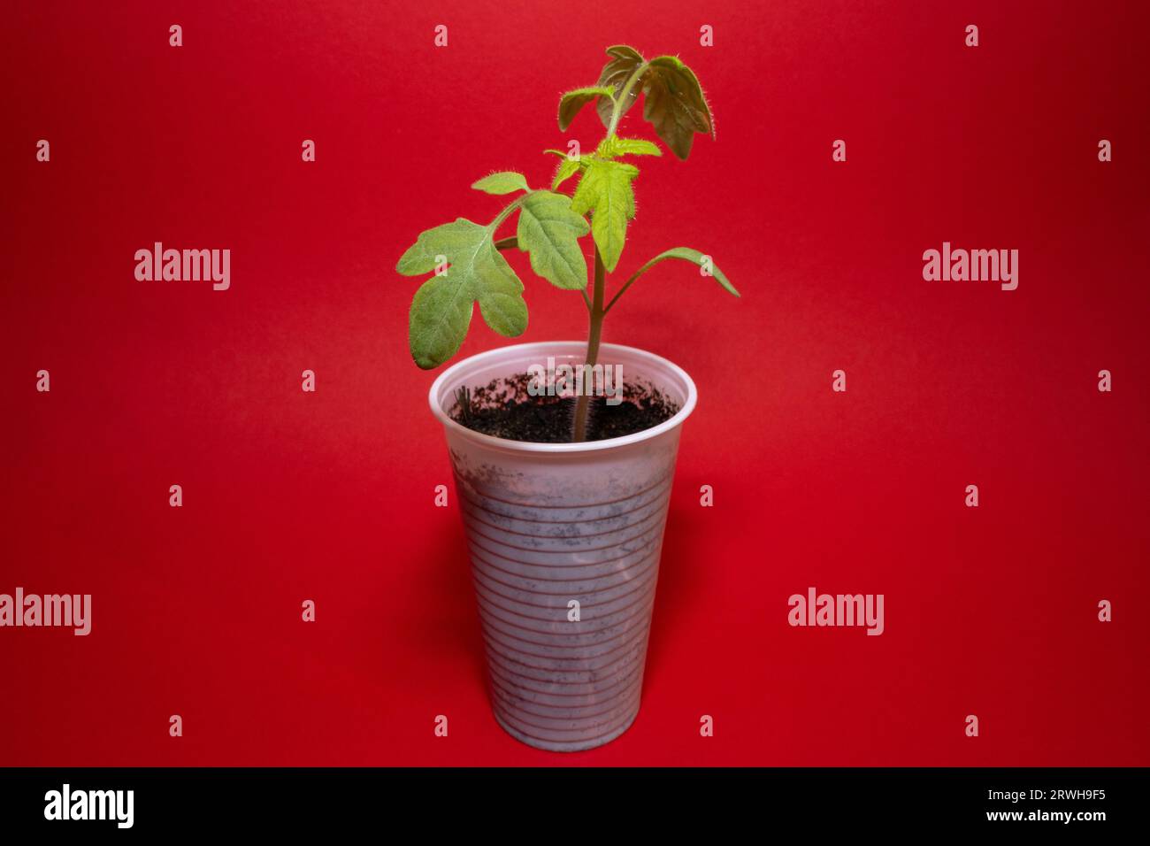 Small tomato plant in a white plastic cup with red background Stock Photo